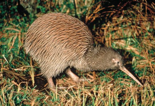 An unforgettable Kiwi experience