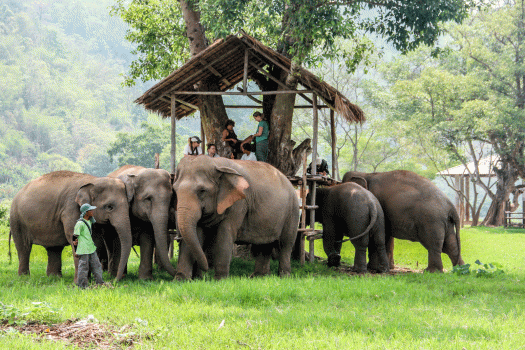 Chiang Mai: Saying Hello to Thailand